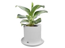 Load image into Gallery viewer, Bookend Planter
