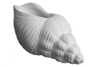 Trumpet Shell Planter